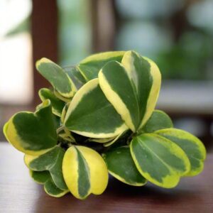 Variegated Heart Leaf Hoya Kerrii Plant Live 4 Inch Pot Indoor Houseplant