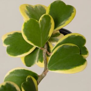 Alternative view of Variegated Heart Leaf Hoya Kerrii Plant Live 4 Inch Pot Indoor Houseplant
