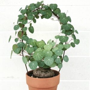 Alternative view of Stephania Cephalantha Caudex Plant Live Medium Succulent Houseplant - 3 Inch