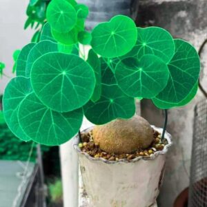 Stephania Cephalantha Caudex Plant Live Medium Succulent Houseplant - 3 Inch