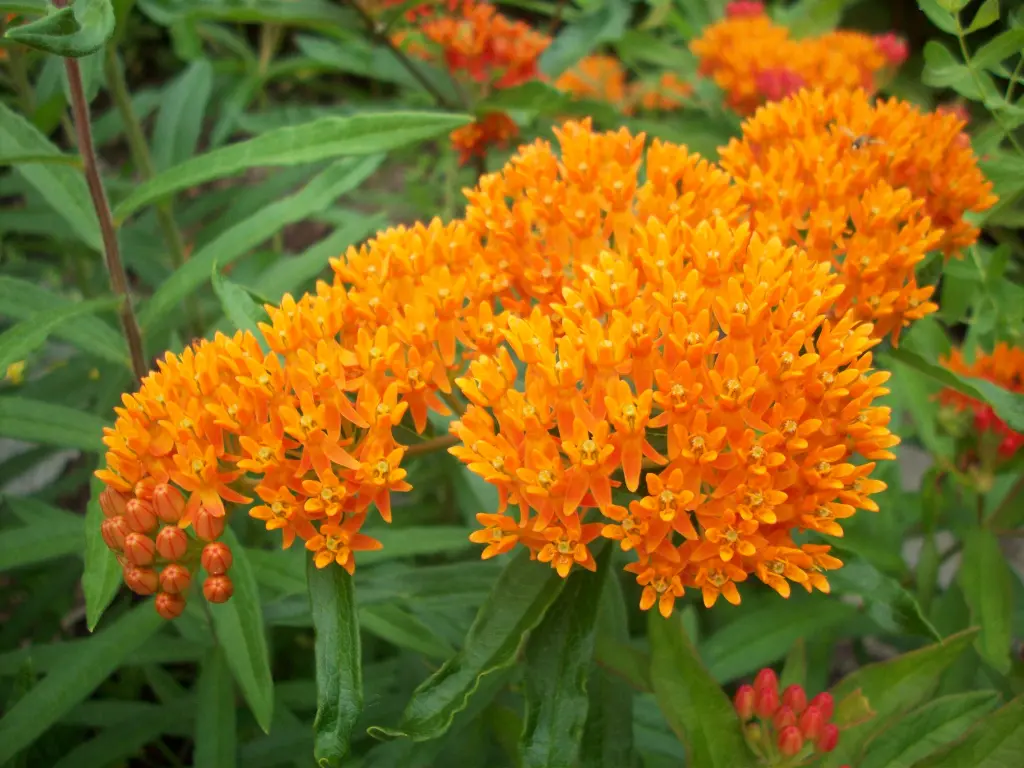 orange Milkweed flowers