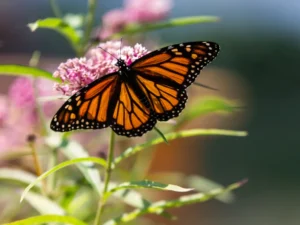 caring for milkweed
