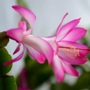 Holiday Cactus Live Plant Combo - Easter & Christmas Cactus, 4-8 Inch, Starter Plants