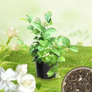 Climbing Jasmine Plants Live - Pack of 3 Fragrant Plants 5-8 Inch