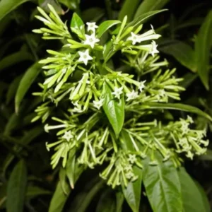 Climbing Jasmine Plants Live - Pack of 3 Fragrant Plants 5-8 Inch