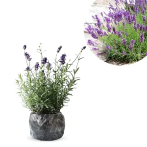 Lavender Live Plants Pack - 3 Perennial Purple Flower Shrubs 4-8 Inch Fragrant Herb