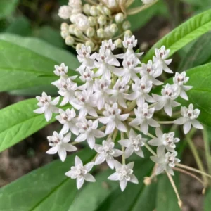 Milkweed Plants Live - Tropical Butterfly Milkweed - 4-8 Inches - Outdoor Growing