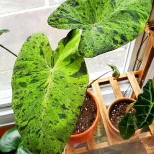 Colocasia Live Plant - Elephant Ear Plant, 4-8'' Tall, Indoor/Outdoor
