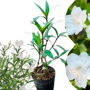 Mexican Petunia Live Plants - 2 Pack - Hardy Bush - 5-10 Inches Tall - No Pot