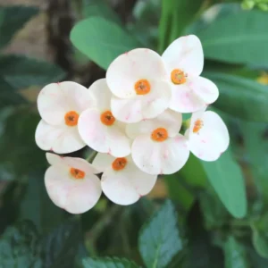 Crown of Thorn Plant - Euphorbia Milii Tree - 5-10 Inches - Indoor Outdoor Succulent Cactus