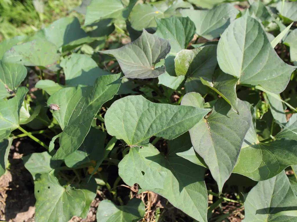Close-up of Beauregard sweet potato plant leaves growing vigorously in the garden.