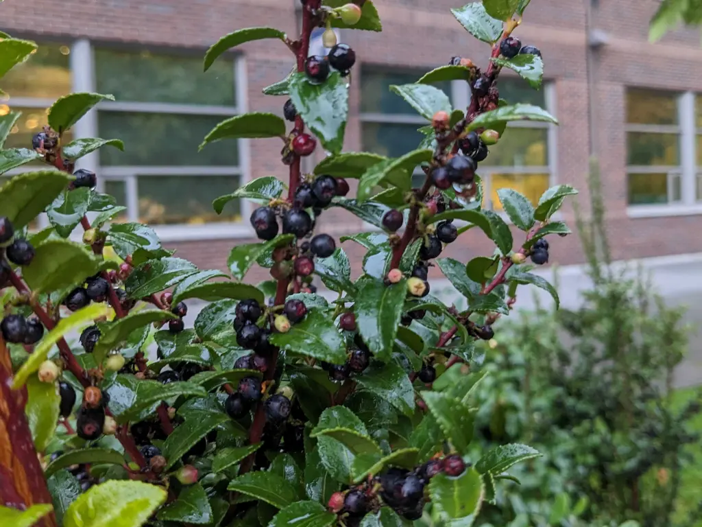 black huckleberries