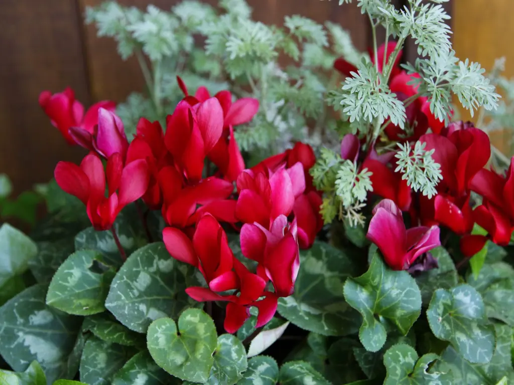 Cyclamen