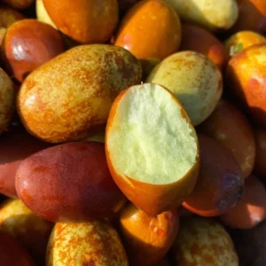 Li Jujube Tree Live Plant - 1 Year Old - Ready to Grow