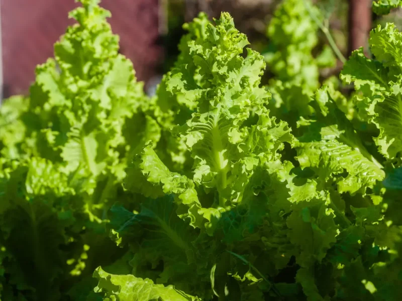 Lettuce