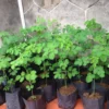 Moringa Seedling Tree Live Plant - 4" Pot, 6-8" Tall Malunggay