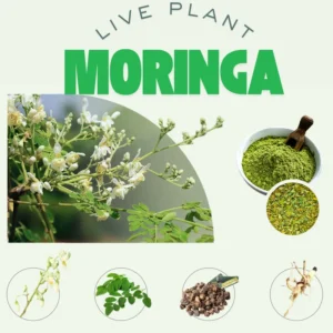 Moringa Oleifera Tree - 2 Live Plants in 4