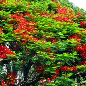 Royal Poinciana Tree - Red Flamboyant Tree Live Plant - 1 Year Old Seedling - Tropical Flowering Tree