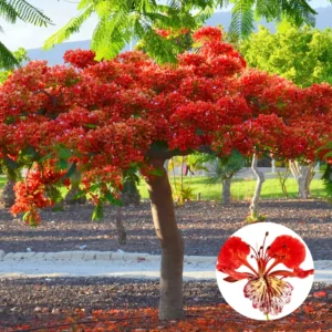 Royal Poinciana Tree Live Plant - 7-10 Inches Tall - Red Flamboyant Tree for Outdoor Planting