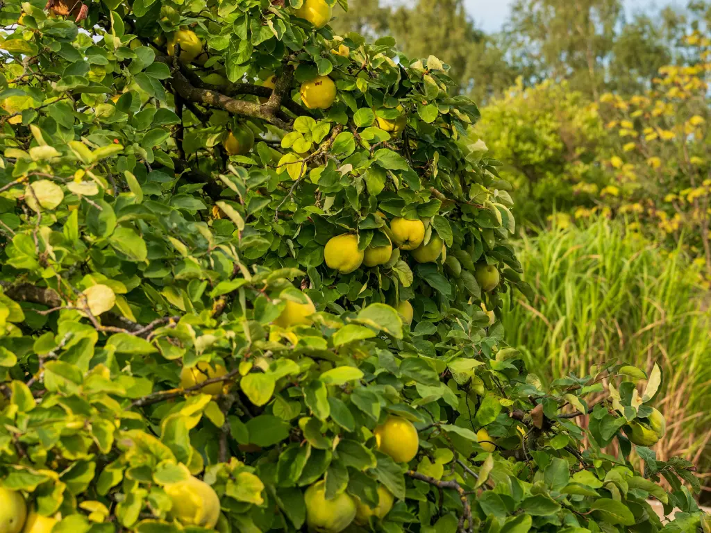 Quince fruit trees