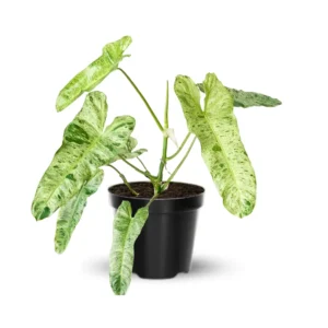 Live Philodendron Plants Indoor - Rare Variegated Houseplant 5-9