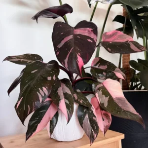 Live Philodendron Plants Indoor - Rare Variegated Houseplant 5-9
