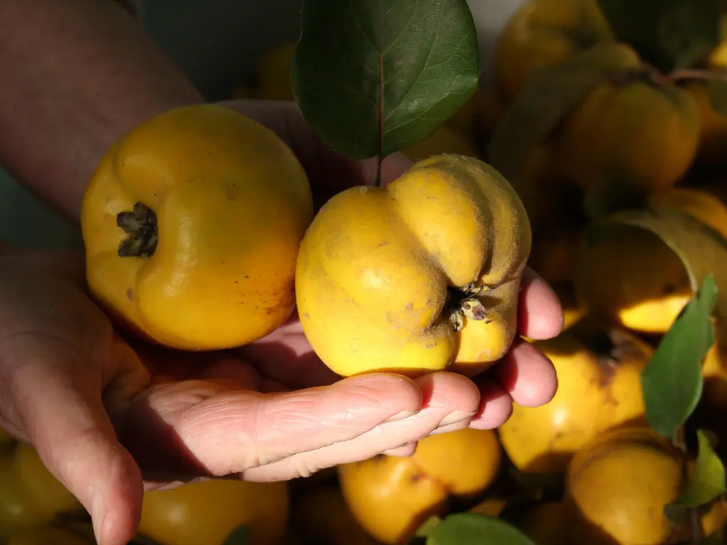 how to selcet quince