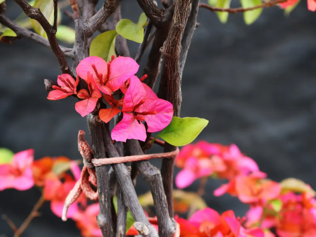 Supporting and Training Bougainvillea Vines
