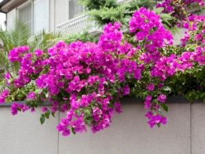 A thriving Bougainvillea cascading over a wall, creating a stunning burst of color in the garden