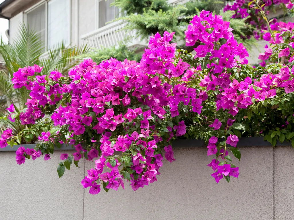 A thriving Bougainvillea cascading over a wall, creating a stunning burst of color in the garden