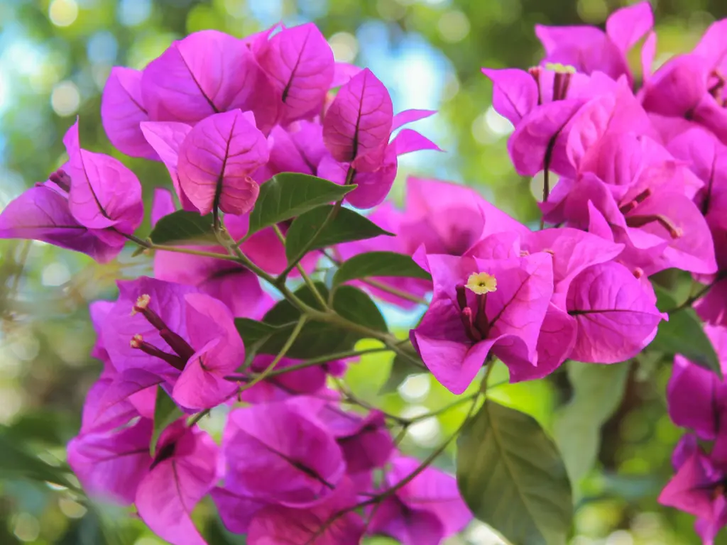 growing bougainvillea flowers