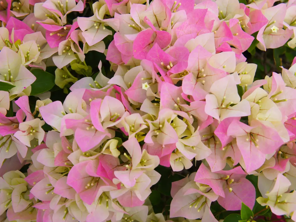 delight bougainvillea flowers