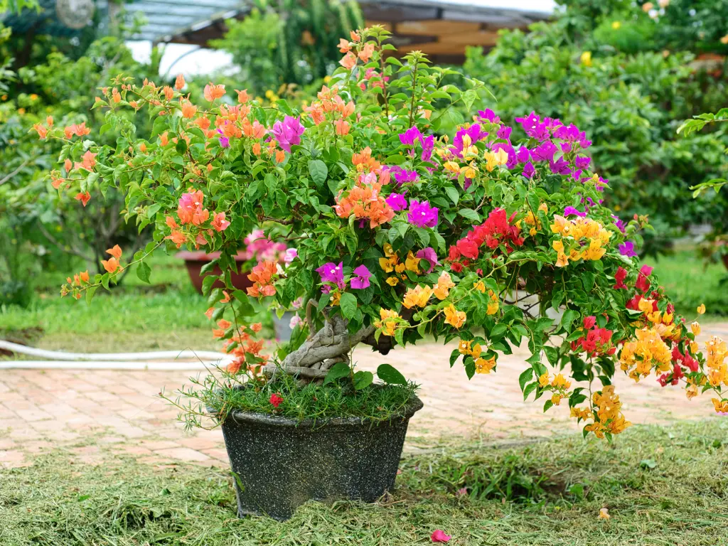 Potted Bougainvillea plant featuring mixed colors of orange, pink, and purple blooms in an outdoor garden.