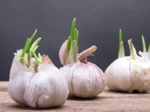 Mistakes to avoid when planting garlic