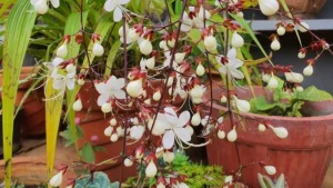 Clerodendrum wallichii flowers 2
