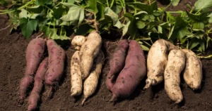 11 of the Best Sweet Potato Varieties to Grow for Your Garden