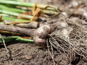 When to Harvest Garlic (Especially Fall-Planted Garlic)