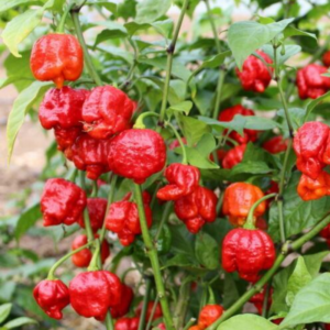 Chili Pepper Plants | Grow Spicy, Flavorful Peppers at Home | Easy to Grow