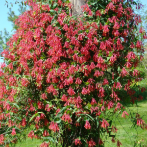 Honeysuckle Plants Collection | Fragrant Flowering Vines for Gardens & Trellises