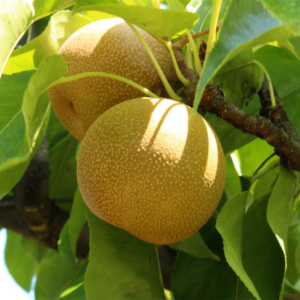 Asian Pears