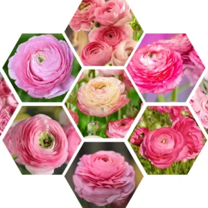 Ranunculus Bulbs For Fall Planting - 25 Ranunculus Corms, Blooming Perennial Flowers