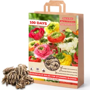 Ranunculus Bulbs For Fall Planting - 25 Ranunculus Corms, Blooming Perennial Flowers