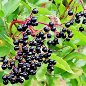 American Elderberry Bushes Live Plants, From 6 To 12 Inch Tall, Black Elderberry Plants Live For Planting