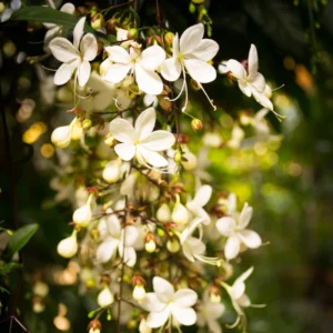 3 Clerodendrum Wallichii Plants, 4-8 Inch Height, White Blooms, Ornamental Houseplant for Home