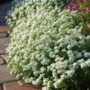 2 White Sweet Alyssum Live Plants, 8 Inch Tall, Alyssum Perennial Flowers for Garden Beds, 3 Inch Pot