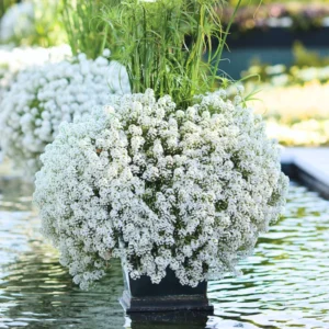 3 Sweet Alyssum Plants Live, White Alyssum Flowers, 8 Inch Tall in 3 Inch Pot, Perfect for Perennial Flower Beds