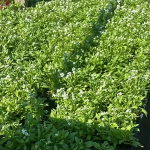 3 Sweet Alyssum Plants Live, White Alyssum Flowers, 8 Inch Tall in 3 Inch Pot, Perfect for Perennial Flower Beds