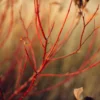 Red Twig Dogwood Shrub Live Plant, Bare Root, 8-16 Inc Liners, No Leaf in Winter