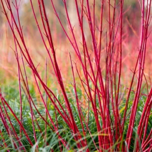 Red Twig Dogwood Shrub Live Plant, Bare Root, 8-16 Inc Liners, No Leaf in Winter