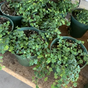 String Of Frogs Live, String Of Frog Live Plant 4 Inch Pot, Succulent String Of Frogs Plant, Live Plant String Of Frogs